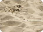 strandzand